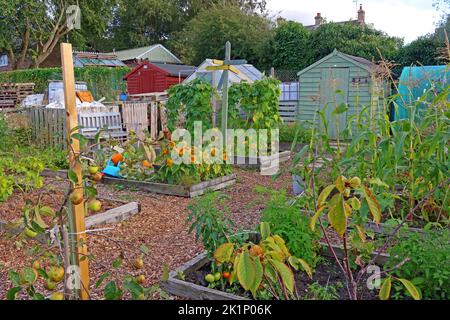 GAFA, Glossopdale Action For Allotments, Gamesley Estate, Melandra Castle Road, Gamesley, High Peak,England, UK, SK13 0BN Stock Photo