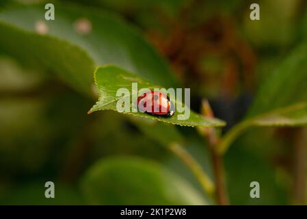 Ladybug on a leaf Stock Photo
