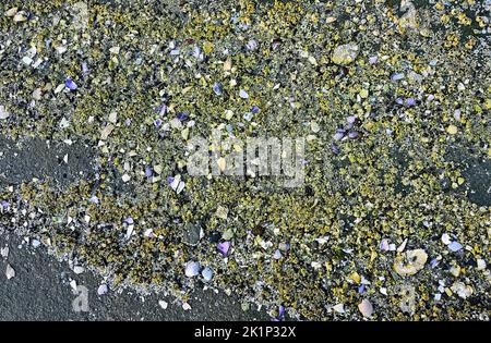 Crushed shells ground up by the tide on a rocky beach on Vancouver Island British Columbia Canada. Stock Photo