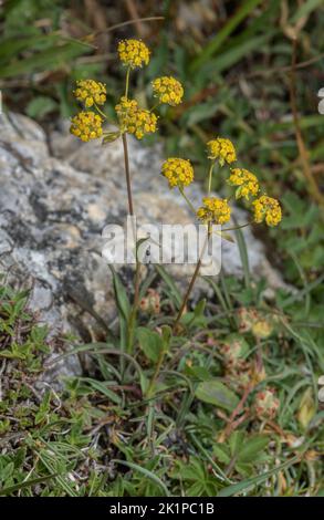 Three-veined Hare's Ear, Bupleurum ranunculoides, in flower in montane limestone grassland. Pyrenees. Stock Photo