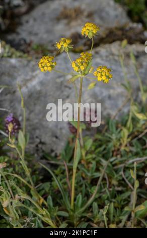 Three-veined Hare's Ear, Bupleurum ranunculoides, in flower in montane limestone grassland. Pyrenees. Stock Photo