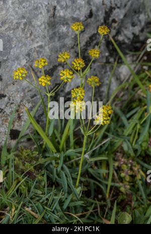 Three-veined Hare's Ear, Bupleurum ranunculoides, in flower in montane limestone grassland. Pyrenees. Stock Photo