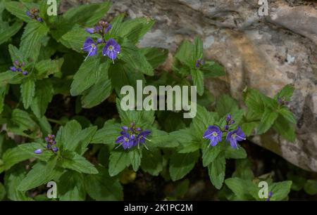 Spiked Pyrenean Speedwell, Veronica ponae, in flower by mountain stream, Pyrenees. Stock Photo
