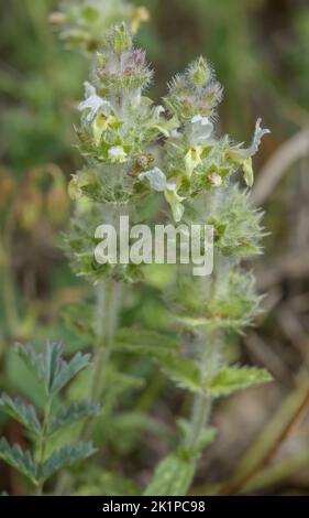 Hairy Ironwort, Sideritis hirsuta, in flower in dry grassland, Pyrenees. Stock Photo