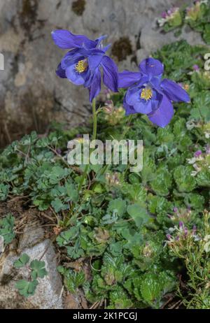 Pyrenean columbine, Aquilegia pyrenaica, in flower, on limestone rock, Pyrenees, Stock Photo