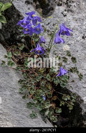 Pyrenean columbine, Aquilegia pyrenaica, in flower, on limestone rock, Pyrenees, Stock Photo