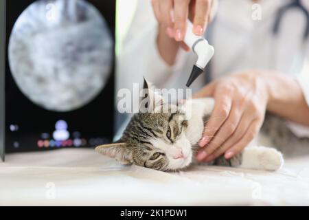 Examination of cat ear in veterinary clinic Stock Photo