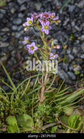 Hairy stonecrop, Sedum villosum, in damp mossy spring area. Stock Photo