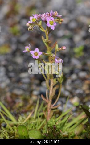 Hairy stonecrop, Sedum villosum, in damp mossy spring area. Stock Photo