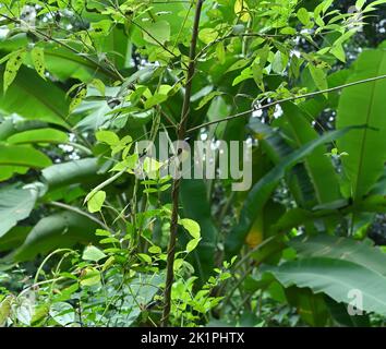 A female Loten's sun bird (Cinnyris Lotenius) looking up while sitting on a stem of a five leaved chaste tree (Vitex Negundo) in the garden Stock Photo