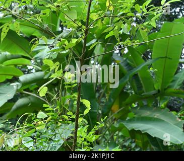 A female Loten's sun bird (Cinnyris Lotenius) looking far away while sitting on a stem of a five leaved chaste tree (Vitex Negundo) in the garden Stock Photo