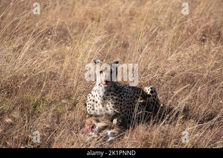 A beautiful cheetah lying on the ground preparing to eat its prey at Serengeti National Park in Tanzania Stock Photo