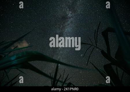 Bottom View Of Night Starry Sky With Milky Way Galaxy From Green Maize Corn Field Plantation In Summer Agricultural Season. Starry Sky Above Cornfield Stock Photo