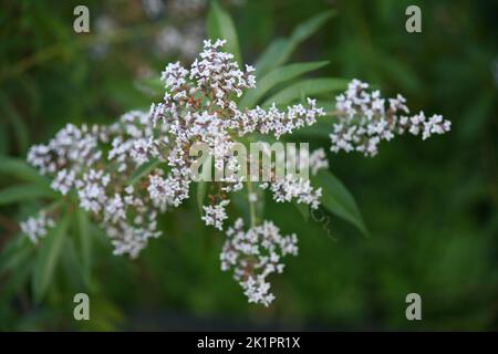 A shallow focus shot of the lemon beebrush flowering plant in the garden with blur background Stock Photo
