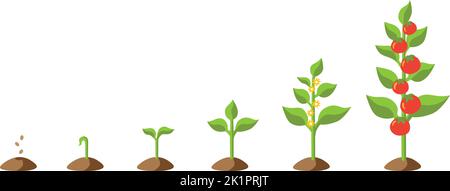 isolated vector graphic illustration of a stylized tomato plant growing up from seed, then blooming and carrying tomatoes including a set of different Stock Vector