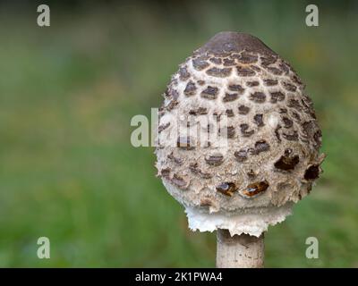 Parasol Mushroom, Macrolepiota procera; drumstick head before fully opening Norfolk, October Stock Photo