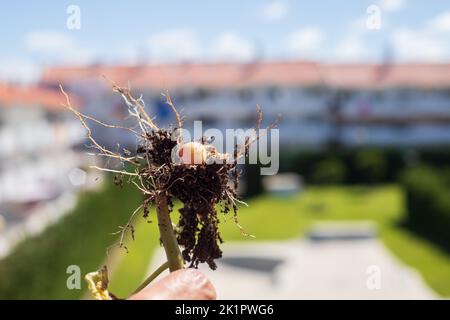 Man holds potato tuber in his hand. Plowed land and potato tubers. Agriculture and planting potatoes. Potato seeds Stock Photo