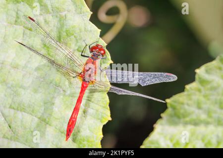 A beautiful red dragonfly with transparent wings is resting on a green leaf. Stock Photo