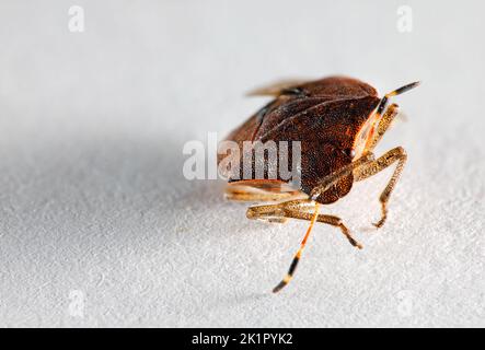 Closeup of a beetle with large brown eyes and a shiny shell on a white background with a gray shadow. Stock Photo
