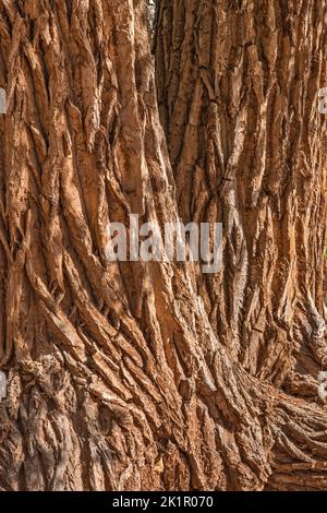 Old cottonwood tree trunks, Long Canyon, Burr Trail Road, Grand Staircase-Escalante National Monument, near Boulder, Utah, USA Stock Photo
