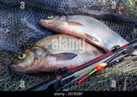 Catching fish - two big freshwater common bream known as bronze bream or carp bream (Abramis brama) with float rod on black fishing net. Stock Photo