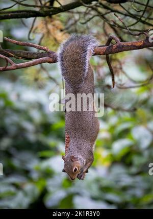 An agile Grey Squirrel, (Sciurus carolinensis), hanging upside down from a branch as it takes peanuts from a bird feeder Stock Photo