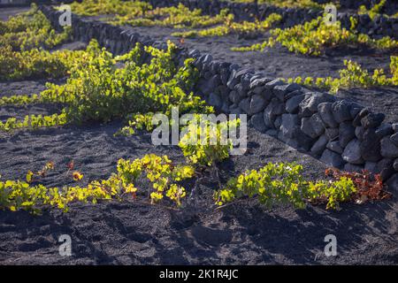 Typical vineyard in the La Geria region on the island of Lanzarote protecting the grapevines against the heavy winds by building walls out of lava sto Stock Photo