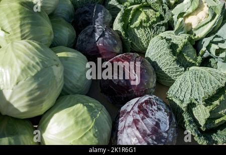 20 September 2022, Schleswig-Holstein, Eesch-Elpersbüttel: Various types of cabbage are on display at a sales stand at the Dithmarsch Cabbage Days. The first cabbage is cut by District President Borwieck-Dethlefs (CDU). The guest of honor is Minister of Agriculture Schwarz (CDU). Photo: Axel Heimken/dpa Stock Photo