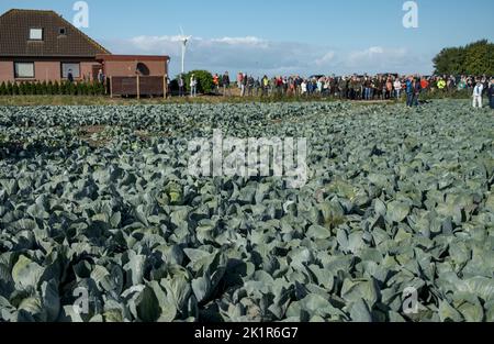 20 September 2022, Schleswig-Holstein, Eesch-Elpersbüttel: Visitors of the Dithmarscher Kohltage stand at a cabbage field to watch the traditional cabbage cutting. The first cabbage is cut by Borwieck-Dethlefs (CDU), district president of the Dithmarschen district. Minister of Agriculture Schwarz (CDU) is the guest of honor. Photo: Axel Heimken/dpa Stock Photo