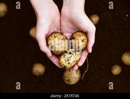 Top view of girl's hands holding heap of fresh raw potatoes harvested. Countryside agricultural bio and eco farming cultivation field concept. Stock Photo