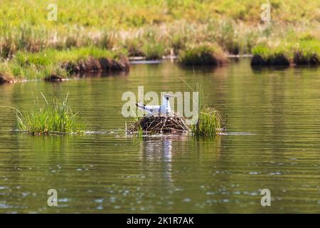 Seagull incubates eggs in a nest on the lake. Stock Photo