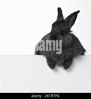 Anyone know of a magician needing a rabbit. Studio shot of a cute rabbit perched on top of a wall of copyspace. Stock Photo