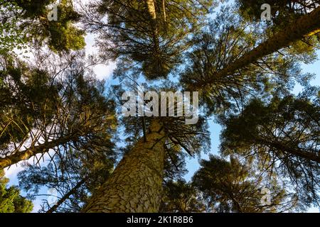 Pine trees from below. Forest and nature background. Carbon net zero concept background photo. Stock Photo