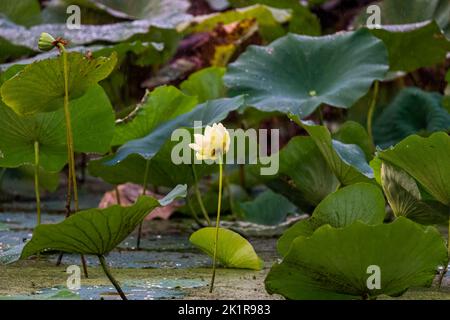 A closeup of a yellow little lotus (nelumbo) on the surface of a lake Stock Photo