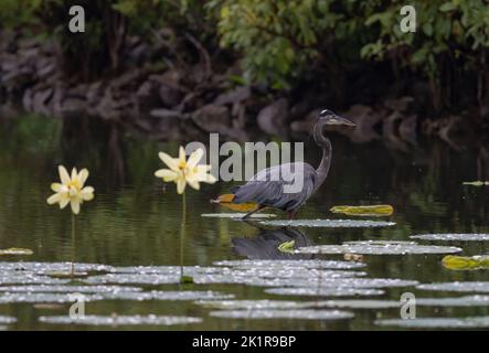 Little lotuses (nelumbo) on the surface of a lake with a blue heron (Ardea herodias) in the background Stock Photo