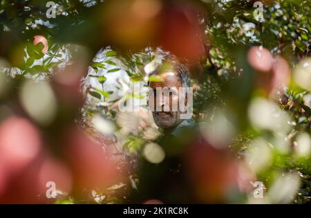 A farmer looks on as he picks fresh apples from a tree in an orchard in Pulwama. The annual production of apples in the Kashmir Valley ranges from 1.5 million to 1.8 million metric tons and the total cold storage capacity in the Valley is 1.20,000 to 1.30,000 MTs. The valley's biggest economy, Rs 10,000 crore apple industry, provides a livelihood to around 3.5 million people in the region. Horticulture is one of the main industries in Kashmir and contributes around eight percent to J&Kís GDP. The apple is among the biggest shareholders in Kashmirís horticulture industry. The high-altitude temp Stock Photo