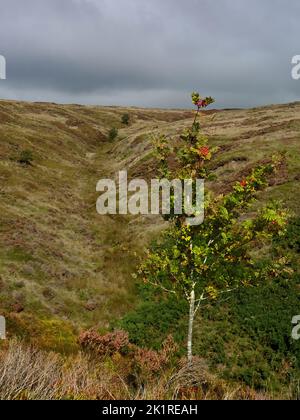Autumn’s arrival in Yorkshire - a rowan tree in fruit on a hill top, ahead of a orange, gold and green gully-slashed moor. Stock Photo
