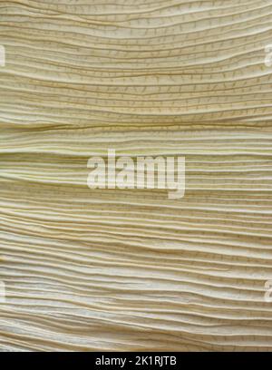 macro abstract background of dried corn leaf, soft-focus natural wallpaper texture or backdrop Stock Photo