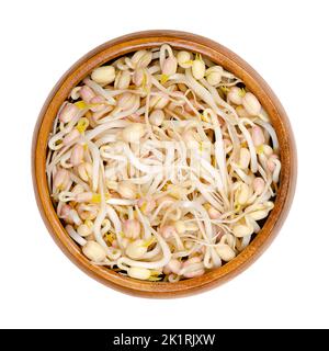 Mung bean sprouts in a wooden bowl. Vegetable, grown by sprouting mung beans, Vigna radiata, also known as green gram, maash, monggo or munggo.