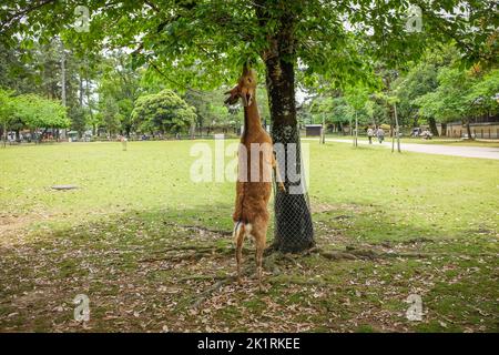 A deer in Nara, Japan, standing on its hind legs to eat leaves from a tree. Stock Photo