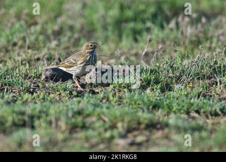 Meadow pipit (Anthus pratensis) foraging in pasture Stock Photo