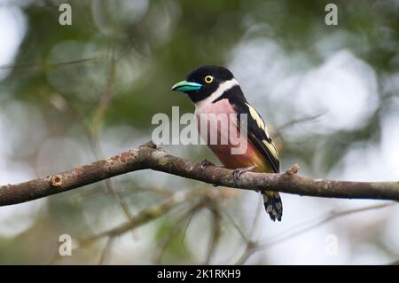 Black-and-yellow broadbill (Eurylaimus ochromalus), photographed from a canopy walkway in the Danum valley, Malaysia Stock Photo