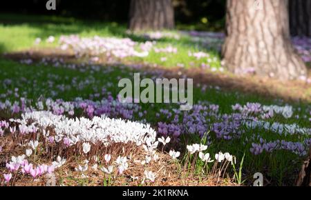 Clumps of white and pink cyclamen hederifolium flowers growing under a tree, photographed at RHS Wisley garden, Surrey UK. Stock Photo