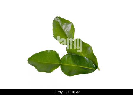 bergamot asian leaf on white background in top view Stock Photo