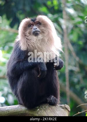 A vertical closeup shot of a lion-tailed macaque (Macaca silenus) Stock Photo