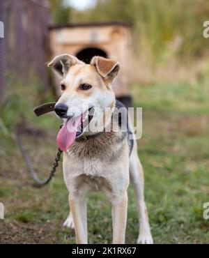 A cheerful big dog with a chain tongue sticking out.  Stock Photo