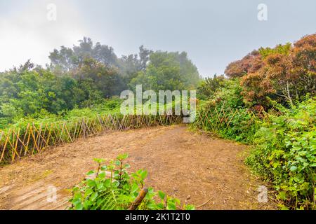 The top of Doi Inthanon mountain in Thailand national park and rainforest. Weather after rain, small visibility. Unlucky condition for tourist. Stock Photo