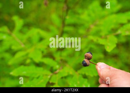 Acorns in hand on green nature background Stock Photo