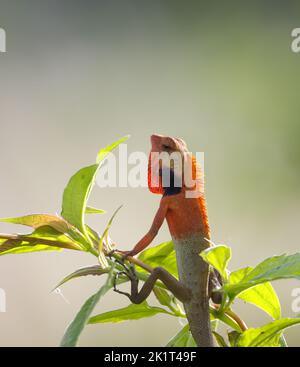 close up photo of a oriental garden lizard. Stock Photo