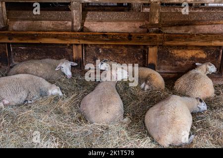 Dont Wake Up the Sheep! Hopewell Furnace National Historic Site Pennsylvania, USA, Elverson, Pennsylvania Stock Photo